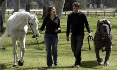 Hercules, the World's Largest Dog