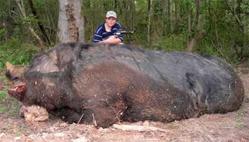 Monster Hog