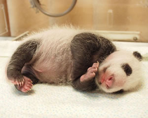 Panda baby through 3 months
