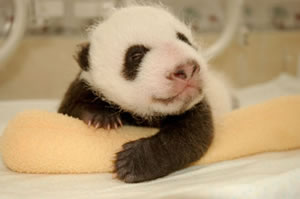 Panda baby through 3 months