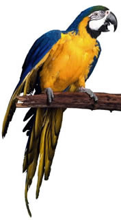 Parrot