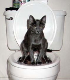 Toilet training your cat