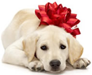 Season's Greetings from VetLocator.com