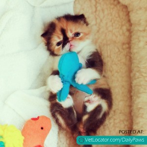 Daily Paws Picture of the Day: Baby Meme « Pet Store