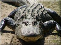 Pet Alligator