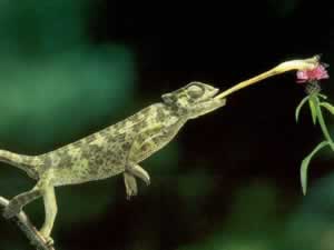 Chameleon
