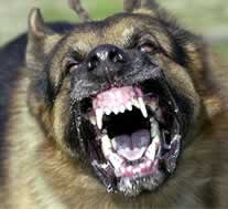 Aggressive Dog