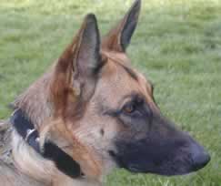 Guard Dog