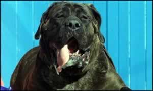 Kell, the World's Heaviest Dog