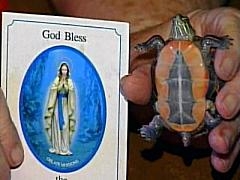 Virgin Mary Turtle