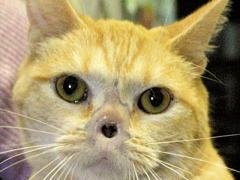 Zapped Cat Hamlin